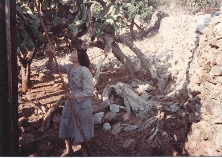 r118.jpg - Giagia Grigorou picking prickly pears (fragosika) with her pole, 1990.