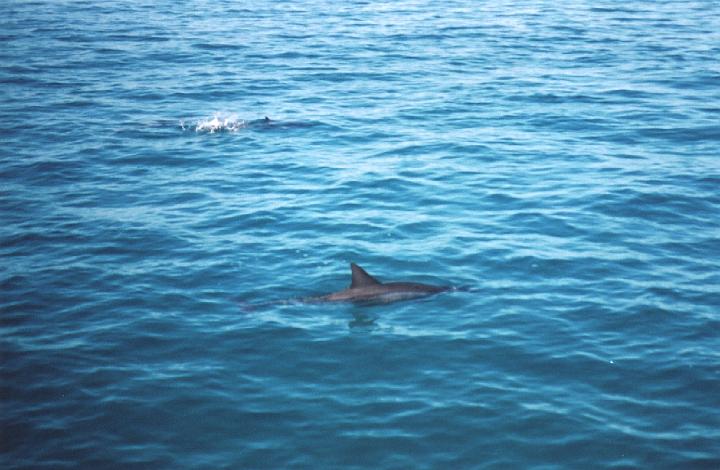 h010.jpg - Dolphins following the catamaran.