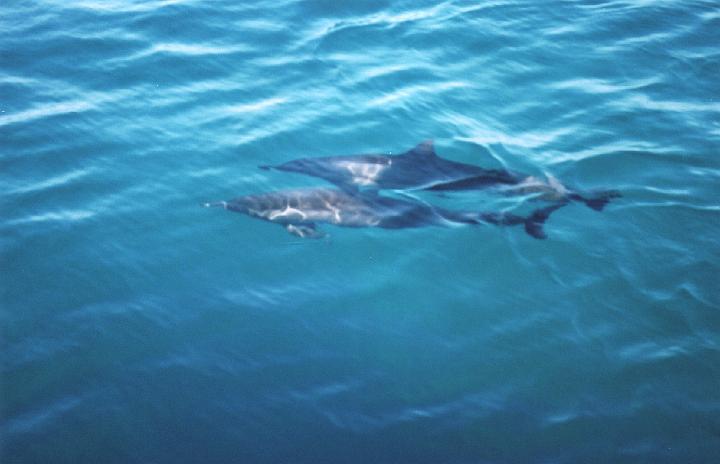 h013.jpg - Dolphins swimming in the clear blue water.