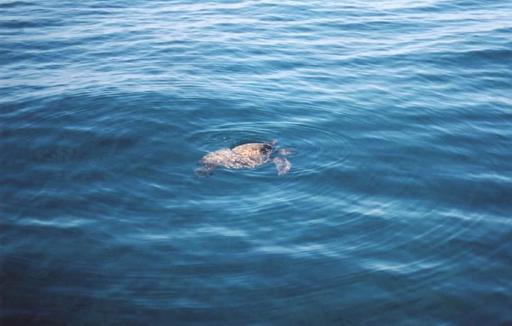 h015.jpg - A sea turtle swimming on the surface.