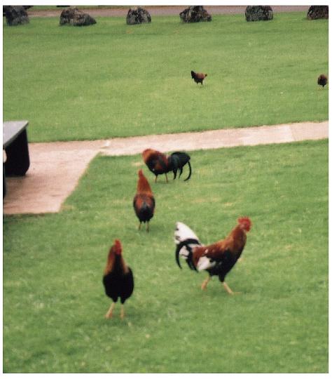 h061.jpg - The ubiquitous nenes (chickens) at Koke'e Lodge.