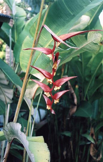 h075.jpg - "Lobster claw" flower on Hawaii Island.