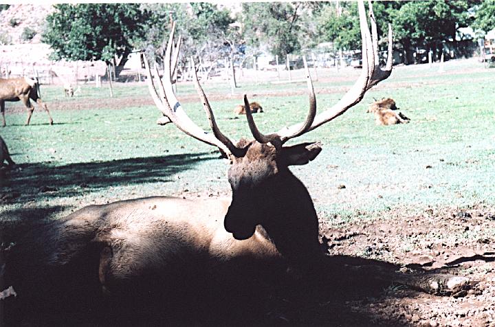 z17.jpg - Elk inside a compound on Main Street in Springdale, UT.